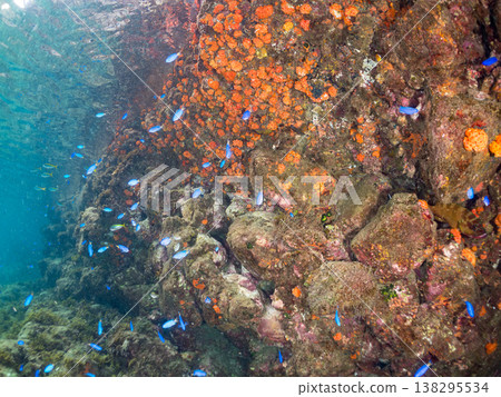 在Hirizo海灘可以找到金魚、藍花魚、黃尾鯛、大眼雀鯛、海鞭魚以及其他魚類。 在Hirizo海灘可以找到金魚、藍花魚、黃尾鯛、大眼雀鯛、海鞭魚以及其他魚類。 138295534