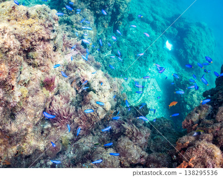 在Hirizo海灘可以找到金魚、藍花魚、黃尾鯛、大眼雀鯛、海鞭魚以及其他魚類。 138295536
