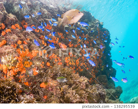 在Hirizo海灘可以找到金魚、藍花魚、黃尾鯛、大眼雀鯛、海鞭魚以及其他魚類。 在Hirizo海灘可以找到金魚、藍花魚、黃尾鯛、大眼雀鯛、海鞭魚以及其他魚類。 138295539