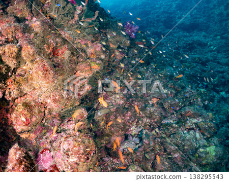 在Hirizo海灘可以找到金魚、藍花魚、黃尾鯛、大眼雀鯛、海鞭魚以及其他魚類。 在Hirizo海灘可以找到金魚、藍花魚、黃尾鯛、大眼雀鯛、海鞭魚以及其他魚類。 138295543