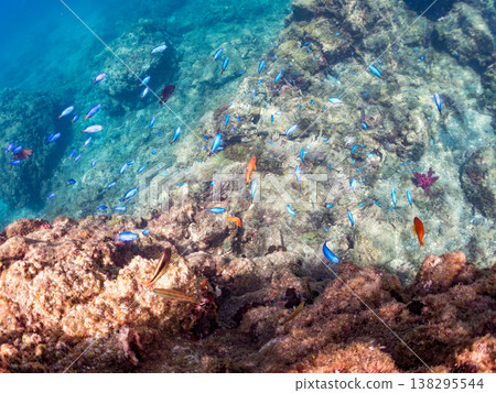 在Hirizo海灘可以找到金魚、藍花魚、黃尾鯛、大眼雀鯛、海鞭魚以及其他魚類。 在Hirizo海灘可以找到金魚、藍花魚、黃尾鯛、大眼雀鯛、海鞭魚以及其他魚類。 138295544