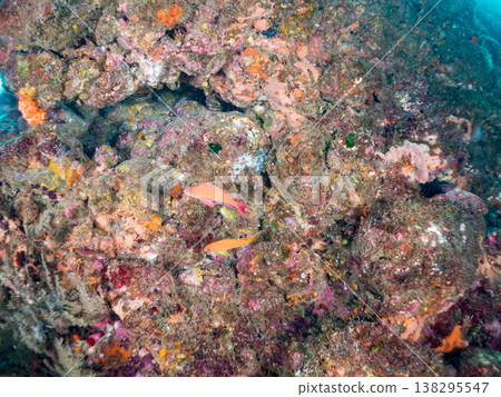 在Hirizo海灘可以找到金魚、藍花魚、黃尾鯛、大眼雀鯛、海鞭魚以及其他魚類。 在Hirizo海灘可以找到金魚、藍花魚、黃尾鯛、大眼雀鯛、海鞭魚以及其他魚類。 138295547