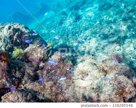 在Hirizo海灘可以找到金魚、藍花魚、黃尾鯛、大眼雀鯛、海鞭魚以及其他魚類。 在Hirizo海灘可以找到金魚、藍花魚、黃尾鯛、大眼雀鯛、海鞭魚以及其他魚類。 138295548