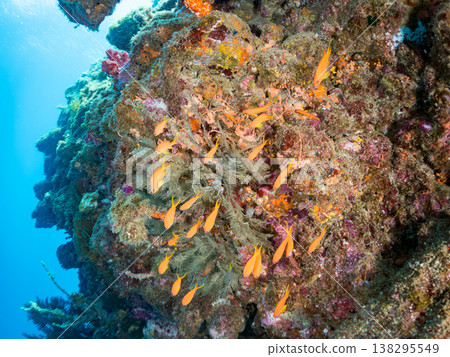 在Hirizo海灘可以找到金魚、藍花魚、黃尾鯛、大眼雀鯛、海鞭魚以及其他魚類。 138295549