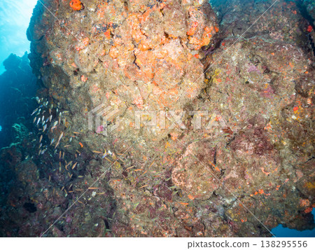 在Hirizo海灘可以找到金魚、藍花魚、黃尾鯛、大眼雀鯛、海鞭魚以及其他魚類。 138295556