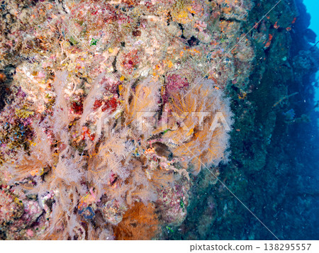 在Hirizo海灘可以找到金魚、藍花魚、黃尾鯛、大眼雀鯛、海鞭魚以及其他魚類。 在Hirizo海灘可以找到金魚、藍花魚、黃尾鯛、大眼雀鯛、海鞭魚以及其他魚類。 138295557