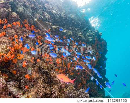 在Hirizo海灘可以找到金魚、藍花魚、黃尾鯛、大眼雀鯛、海鞭魚以及其他魚類。 138295560