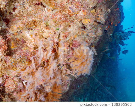 Anthias, Damselfish, Yellowtail, Bigeye Damselfish, Sea Whip, and other species found at Hirizo Beach 138295563