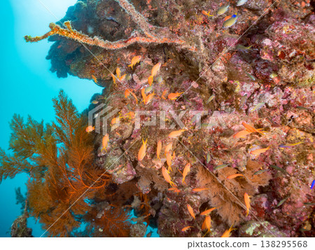 在Hirizo海灘可以找到金魚、藍花魚、黃尾鯛、大眼雀鯛、海鞭魚以及其他魚類。 在Hirizo海灘可以找到金魚、藍花魚、黃尾鯛、大眼雀鯛、海鞭魚以及其他魚類。 138295568