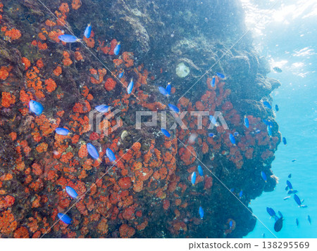 在Hirizo海灘可以找到金魚、藍花魚、黃尾鯛、大眼雀鯛、海鞭魚以及其他魚類。 在Hirizo海灘可以找到金魚、藍花魚、黃尾鯛、大眼雀鯛、海鞭魚以及其他魚類。 138295569