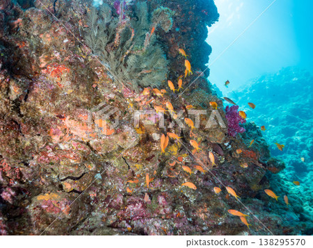 在Hirizo海灘可以找到金魚、藍花魚、黃尾鯛、大眼雀鯛、海鞭魚以及其他魚類。 138295570