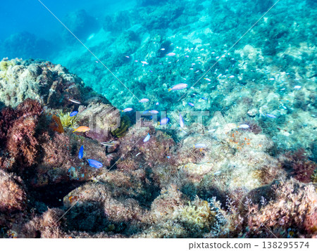 在Hirizo海灘可以找到金魚、藍花魚、黃尾鯛、大眼雀鯛、海鞭魚以及其他魚類。 在Hirizo海灘可以找到金魚、藍花魚、黃尾鯛、大眼雀鯛、海鞭魚以及其他魚類。 138295574