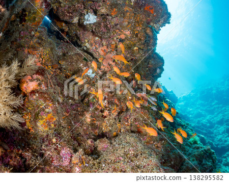 在Hirizo海灘可以找到金魚、藍花魚、黃尾鯛、大眼雀鯛、海鞭魚以及其他魚類。 在Hirizo海灘可以找到金魚、藍花魚、黃尾鯛、大眼雀鯛、海鞭魚以及其他魚類。 138295582