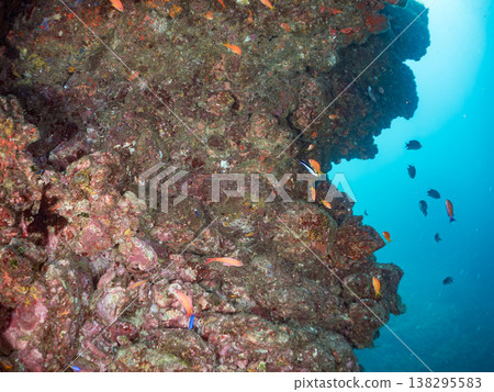 在Hirizo海灘可以找到金魚、藍花魚、黃尾鯛、大眼雀鯛、海鞭魚以及其他魚類。 在Hirizo海灘可以找到金魚、藍花魚、黃尾鯛、大眼雀鯛、海鞭魚以及其他魚類。 138295583