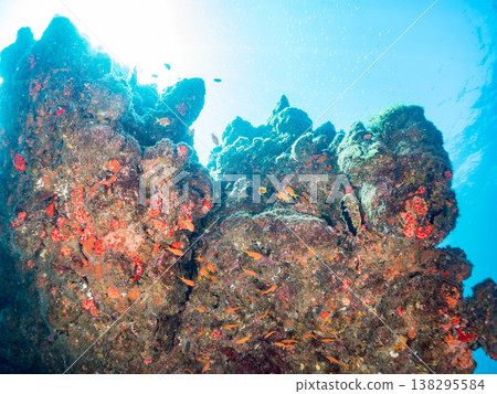 在Hirizo海灘可以找到金魚、藍花魚、黃尾鯛、大眼雀鯛、海鞭魚以及其他魚類。 在Hirizo海灘可以找到金魚、藍花魚、黃尾鯛、大眼雀鯛、海鞭魚以及其他魚類。 138295584