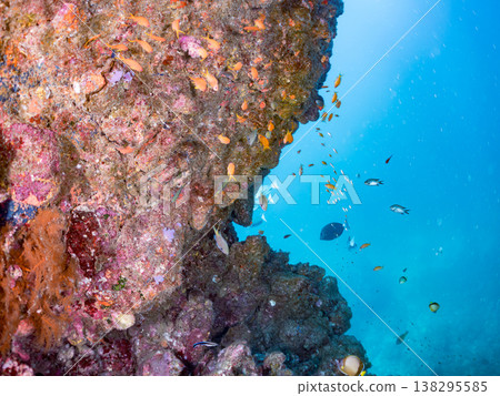 在Hirizo海灘可以找到金魚、藍花魚、黃尾鯛、大眼雀鯛、海鞭魚以及其他魚類。 138295585