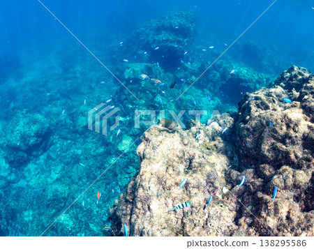 在Hirizo海灘可以找到金魚、藍花魚、黃尾鯛、大眼雀鯛、海鞭魚以及其他魚類。 138295586