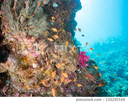 在Hirizo海灘可以找到金魚、藍花魚、黃尾鯛、大眼雀鯛、海鞭魚以及其他魚類。 在Hirizo海灘可以找到金魚、藍花魚、黃尾鯛、大眼雀鯛、海鞭魚以及其他魚類。 138295589