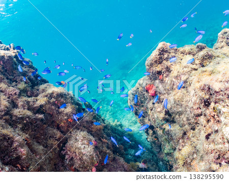 在Hirizo海灘可以找到金魚、藍花魚、黃尾鯛、大眼雀鯛、海鞭魚以及其他魚類。 138295590
