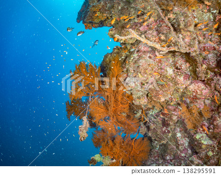 在Hirizo海灘可以找到金魚、藍花魚、黃尾鯛、大眼雀鯛、海鞭魚以及其他魚類。 在Hirizo海灘可以找到金魚、藍花魚、黃尾鯛、大眼雀鯛、海鞭魚以及其他魚類。 138295591