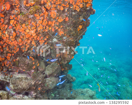 在Hirizo海灘可以找到金魚、藍花魚、黃尾鯛、大眼雀鯛、海鞭魚以及其他魚類。 138295592