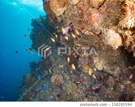 在Hirizo海灘可以找到金魚、藍花魚、黃尾鯛、大眼雀鯛、海鞭魚以及其他魚類。 138295594