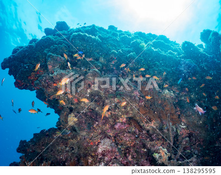 在Hirizo海灘可以找到金魚、藍花魚、黃尾鯛、大眼雀鯛、海鞭魚以及其他魚類。 在Hirizo海灘可以找到金魚、藍花魚、黃尾鯛、大眼雀鯛、海鞭魚以及其他魚類。 138295595