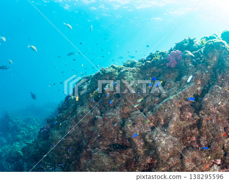 在Hirizo海灘可以找到金魚、藍花魚、黃尾鯛、大眼雀鯛、海鞭魚以及其他魚類。 在Hirizo海灘可以找到金魚、藍花魚、黃尾鯛、大眼雀鯛、海鞭魚以及其他魚類。 138295596