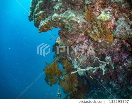 在Hirizo海灘可以找到金魚、藍花魚、黃尾鯛、大眼雀鯛、海鞭魚以及其他魚類。 在Hirizo海灘可以找到金魚、藍花魚、黃尾鯛、大眼雀鯛、海鞭魚以及其他魚類。 138295597
