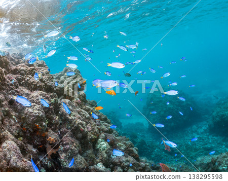 在Hirizo海灘可以找到金魚、藍花魚、黃尾鯛、大眼雀鯛、海鞭魚以及其他魚類。 在Hirizo海灘可以找到金魚、藍花魚、黃尾鯛、大眼雀鯛、海鞭魚以及其他魚類。 138295598