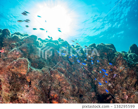 在Hirizo海灘可以找到金魚、藍花魚、黃尾鯛、大眼雀鯛、海鞭魚以及其他魚類。 在Hirizo海灘可以找到金魚、藍花魚、黃尾鯛、大眼雀鯛、海鞭魚以及其他魚類。 138295599