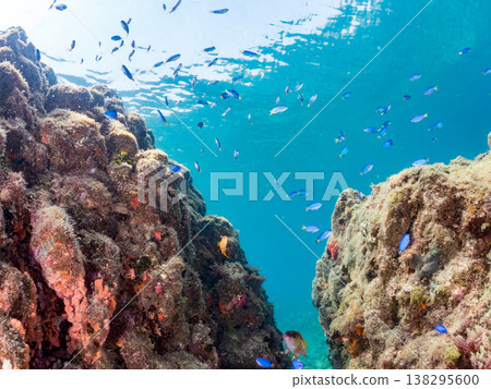 在Hirizo海灘可以找到金魚、藍花魚、黃尾鯛、大眼雀鯛、海鞭魚以及其他魚類。 在Hirizo海灘可以找到金魚、藍花魚、黃尾鯛、大眼雀鯛、海鞭魚以及其他魚類。 138295600