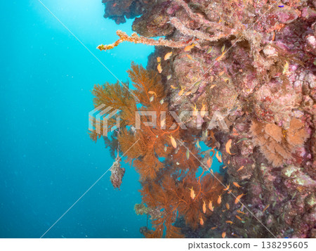 在Hirizo海灘可以找到金魚、藍花魚、黃尾鯛、大眼雀鯛、海鞭魚以及其他魚類。 在Hirizo海灘可以找到金魚、藍花魚、黃尾鯛、大眼雀鯛、海鞭魚以及其他魚類。 138295605