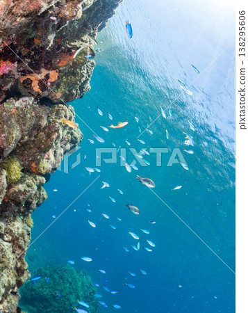Anthias, Damselfish, Yellowtail, Bigeye Damselfish, Sea Whip, and other species found at Hirizo Beach Anthias, Damselfish, Yellowtail, Bigeye Damselfish, Sea Whip, and other species found at Hirizo Beach 138295606