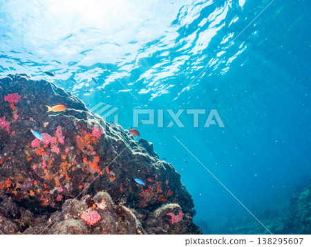 Anthias, Damselfish, Yellowtail, Bigeye Damselfish, Sea Whip, and other species found at Hirizo Beach Anthias, Damselfish, Yellowtail, Bigeye Damselfish, Sea Whip, and other species found at Hirizo Beach 138295607