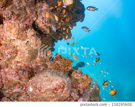 在Hirizo海灘可以找到金魚、藍花魚、黃尾鯛、大眼雀鯛、海鞭魚以及其他魚類。 在Hirizo海灘可以找到金魚、藍花魚、黃尾鯛、大眼雀鯛、海鞭魚以及其他魚類。 138295608