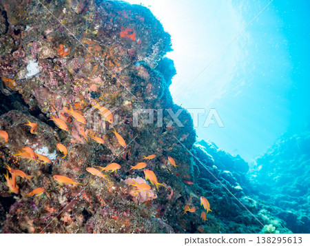 在Hirizo海灘可以找到金魚、藍花魚、黃尾鯛、大眼雀鯛、海鞭魚以及其他魚類。 在Hirizo海灘可以找到金魚、藍花魚、黃尾鯛、大眼雀鯛、海鞭魚以及其他魚類。 138295613