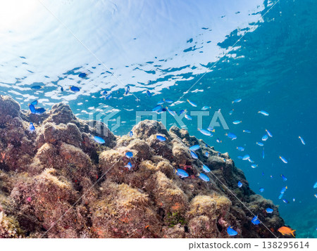 Anthias, Damselfish, Yellowtail, Bigeye Damselfish, Sea Whip, and other species found at Hirizo Beach 138295614