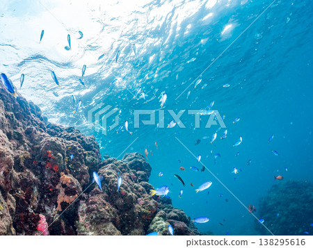Anthias, Damselfish, Yellowtail, Bigeye Damselfish, Sea Whip, and other species found at Hirizo Beach Anthias, Damselfish, Yellowtail, Bigeye Damselfish, Sea Whip, and other species found at Hirizo Beach 138295616