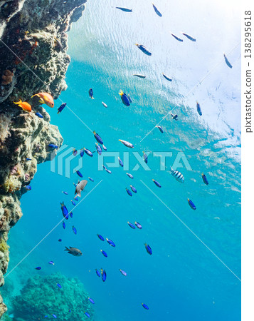 在Hirizo海灘可以找到金魚、藍花魚、黃尾鯛、大眼雀鯛、海鞭魚以及其他魚類。 在Hirizo海灘可以找到金魚、藍花魚、黃尾鯛、大眼雀鯛、海鞭魚以及其他魚類。 138295618
