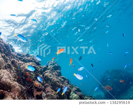 在Hirizo海灘可以找到金魚、藍花魚、黃尾鯛、大眼雀鯛、海鞭魚以及其他魚類。 在Hirizo海灘可以找到金魚、藍花魚、黃尾鯛、大眼雀鯛、海鞭魚以及其他魚類。 138295619
