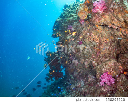 在Hirizo海灘可以找到金魚、藍花魚、黃尾鯛、大眼雀鯛、海鞭魚以及其他魚類。 在Hirizo海灘可以找到金魚、藍花魚、黃尾鯛、大眼雀鯛、海鞭魚以及其他魚類。 138295620