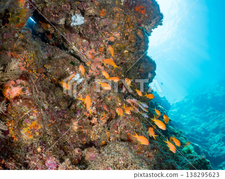 Anthias, Damselfish, Yellowtail, Bigeye Damselfish, Sea Whip, and other species found at Hirizo Beach 138295623