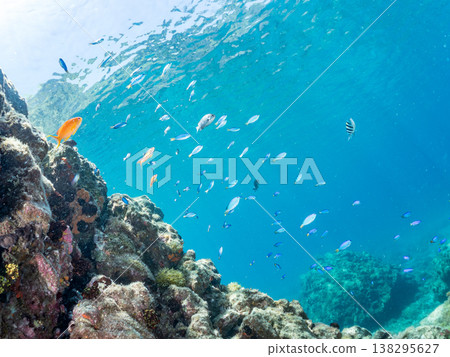 Anthias, Damselfish, Yellowtail, Bigeye Damselfish, Sea Whip, and other species found at Hirizo Beach 138295627