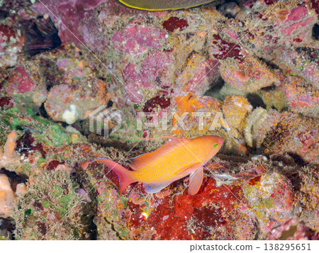 在Hirizo海灘可以找到金魚、藍花魚、黃尾鯛、大眼雀鯛、海鞭魚以及其他魚類。 138295651