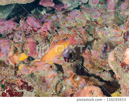 在Hirizo海灘可以找到金魚、藍花魚、黃尾鯛、大眼雀鯛、海鞭魚以及其他魚類。 在Hirizo海灘可以找到金魚、藍花魚、黃尾鯛、大眼雀鯛、海鞭魚以及其他魚類。 138295653