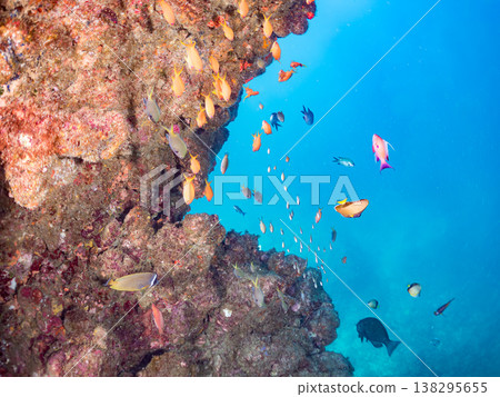在Hirizo海灘可以找到金魚、藍花魚、黃尾鯛、大眼雀鯛、海鞭魚以及其他魚類。 在Hirizo海灘可以找到金魚、藍花魚、黃尾鯛、大眼雀鯛、海鞭魚以及其他魚類。 138295655