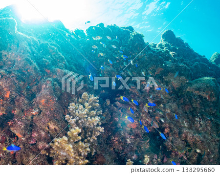在Hirizo海灘可以找到金魚、藍花魚、黃尾鯛、大眼雀鯛、海鞭魚以及其他魚類。 在Hirizo海灘可以找到金魚、藍花魚、黃尾鯛、大眼雀鯛、海鞭魚以及其他魚類。 138295660