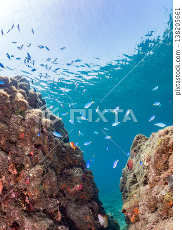 在Hirizo海灘可以找到金魚、藍花魚、黃尾鯛、大眼雀鯛、海鞭魚以及其他魚類。 138295661