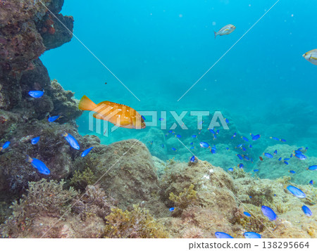 在Hirizo海灘可以找到金魚、藍花魚、黃尾鯛、大眼雀鯛、海鞭魚以及其他魚類。 在Hirizo海灘可以找到金魚、藍花魚、黃尾鯛、大眼雀鯛、海鞭魚以及其他魚類。 138295664
